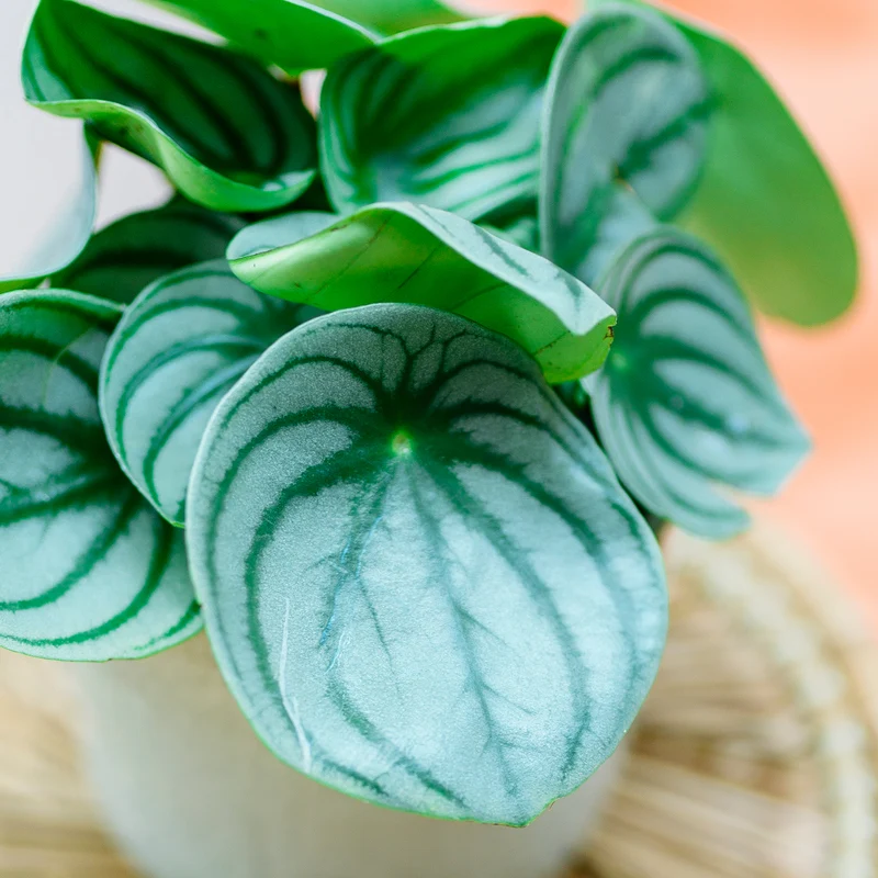 Peperomia argyreia 'Watermelon'