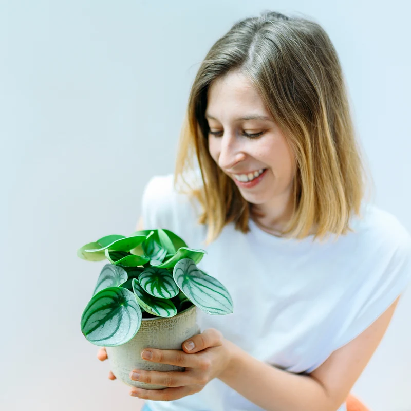 Peperomia argyreia 'Watermelon'