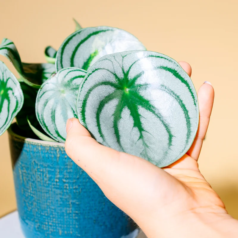 Peperomia argyreia 'Watermelon'