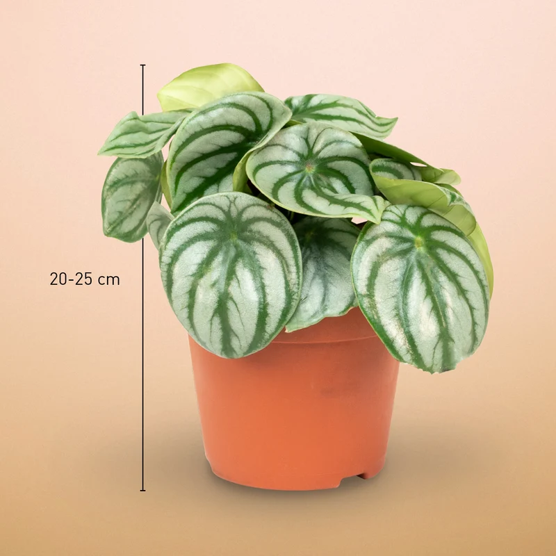 Peperomia argyreia 'Watermelon'