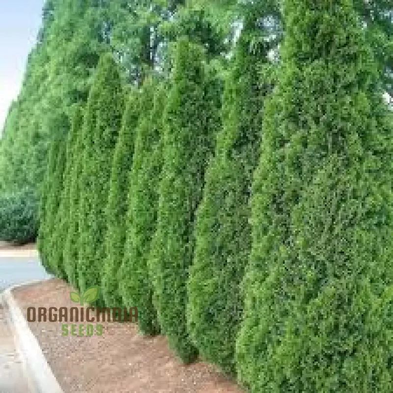 Arborvitae Shrub Seeds, Planting - 100 pcs