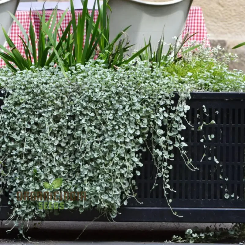 Silver Falls Dichondra Seeds for Planting