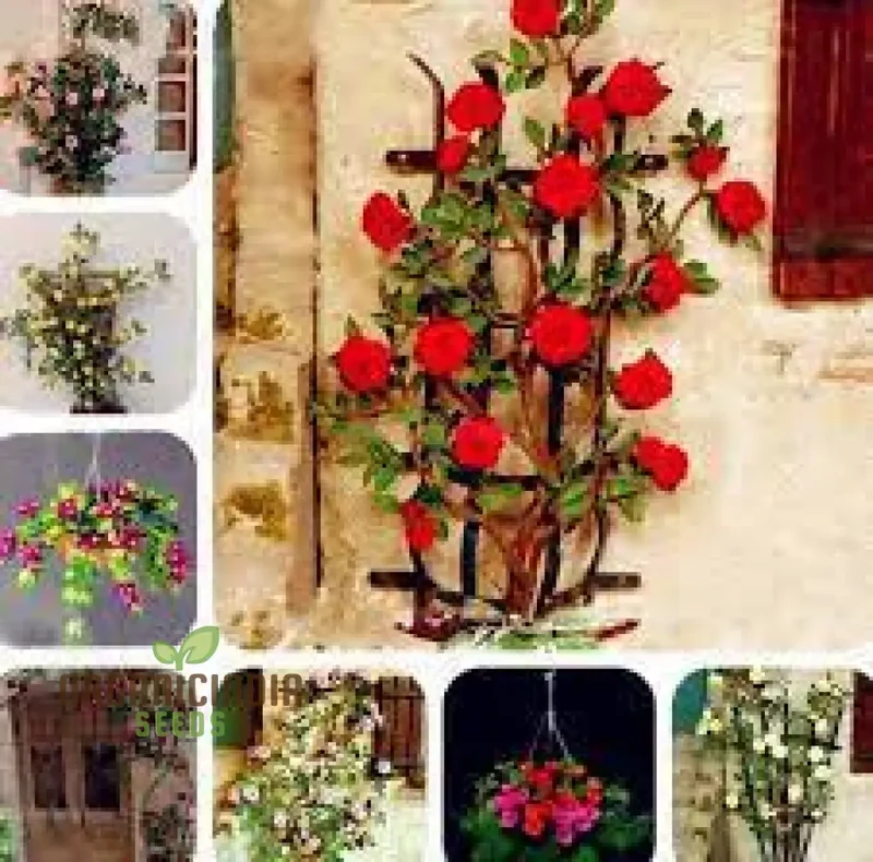 Rare Climbing Rose Seeds – Vigorous Vertical Garden Blooms