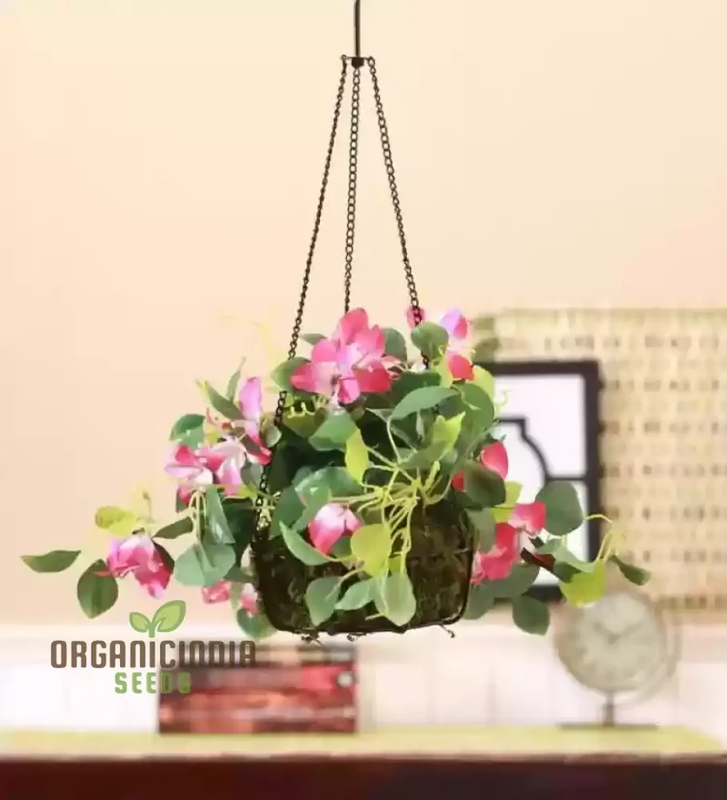 Rare Climbing Rose Seeds – Vigorous Vertical Garden Blooms