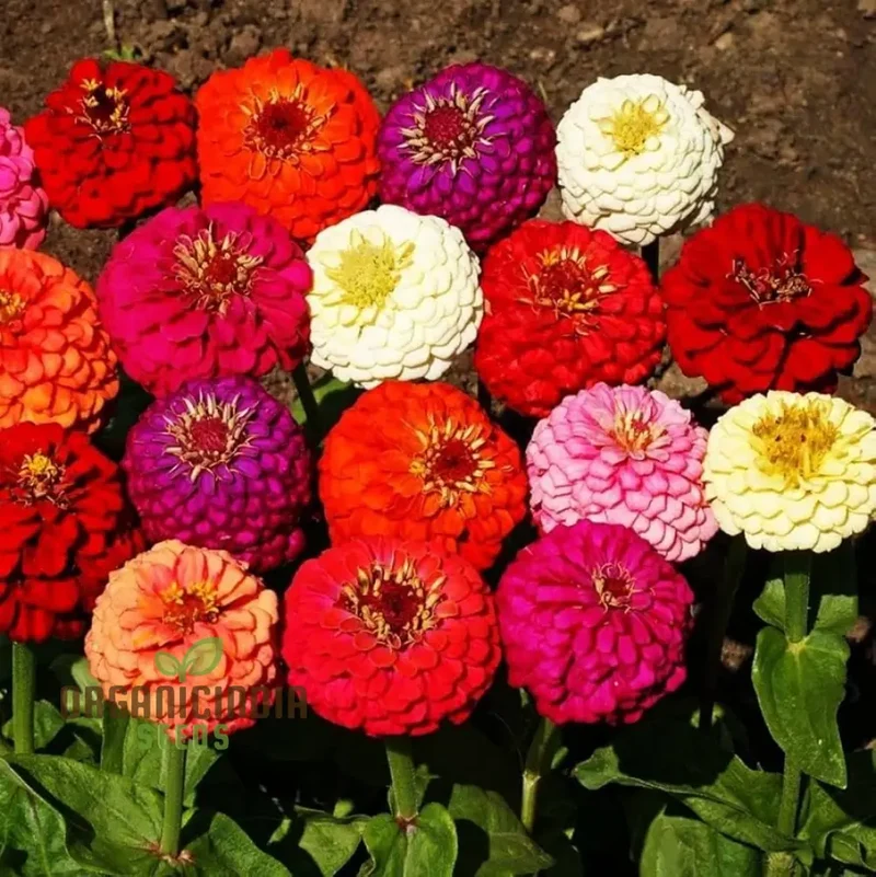 Hot Pink Zinnia Flower Seeds for Planting