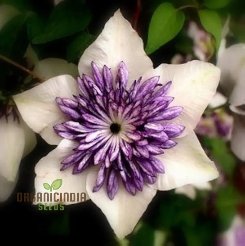 Clematis Seeds (Clematis Flower Seeds Mix) - Mixed Color Climbing Blooms for Trellises