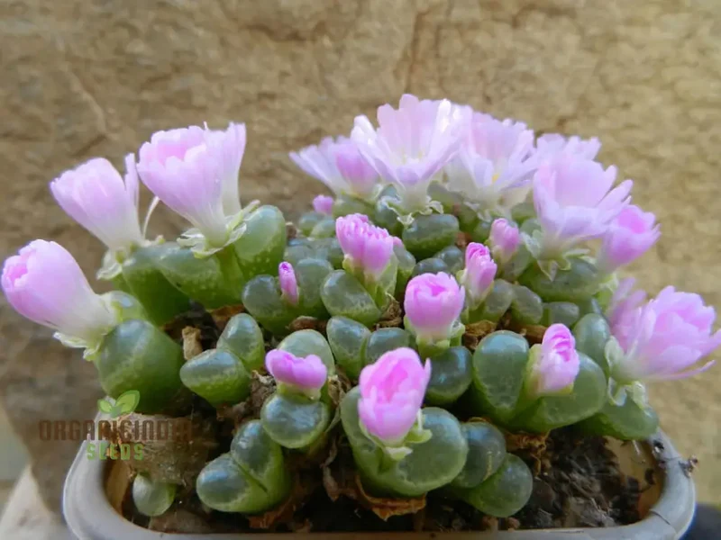 Eye Leaves Conophytum Succulent Seeds for Planting, Perfect for Home Gardens and Indoor Planting Collections, High-Quality Seeds