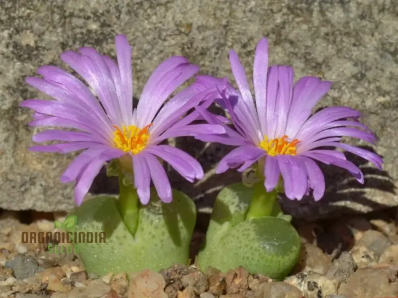 Eye Leaves Conophytum Succulent Seeds for Planting, Perfect for Home Gardens and Indoor Planting Collections, High-Quality Seeds