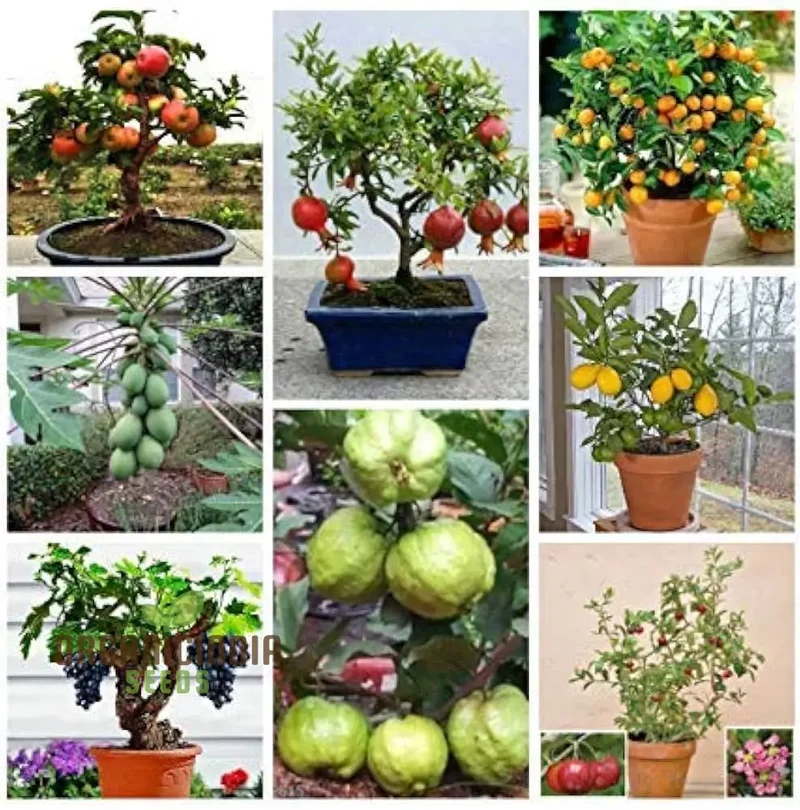 Dwarf Fruit Seeds for Planting Combo Pack, 15 Varieties, 10+ Seeds Each - Comprehensive Gardening Guide