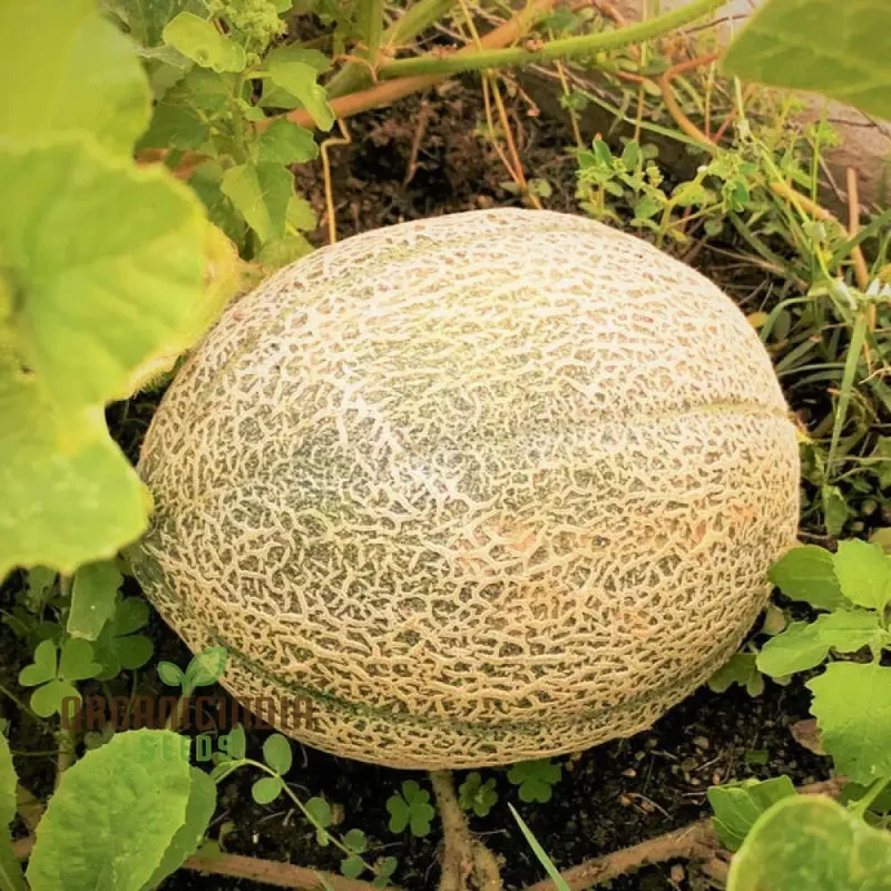 Hale's Best Jumbo Organic Cantaloupe Seeds for Planting - Premium Quality Seeds for Your Garden