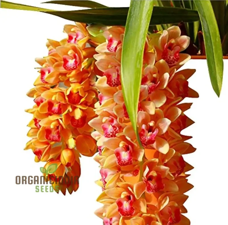 Nema Cymbidium Maxillaria Goeringii Noble Orchid Flower Seeds for Planting, High Quality and Lengthy Blooming