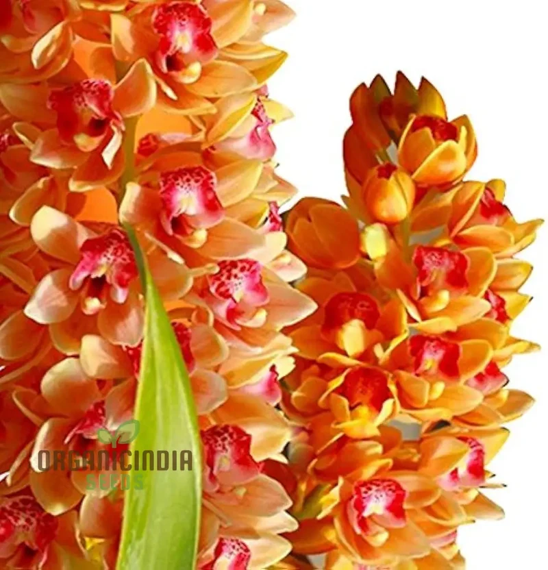 Nema Cymbidium Maxillaria Goeringii Noble Orchid Flower Seeds for Planting, High Quality and Lengthy Blooming