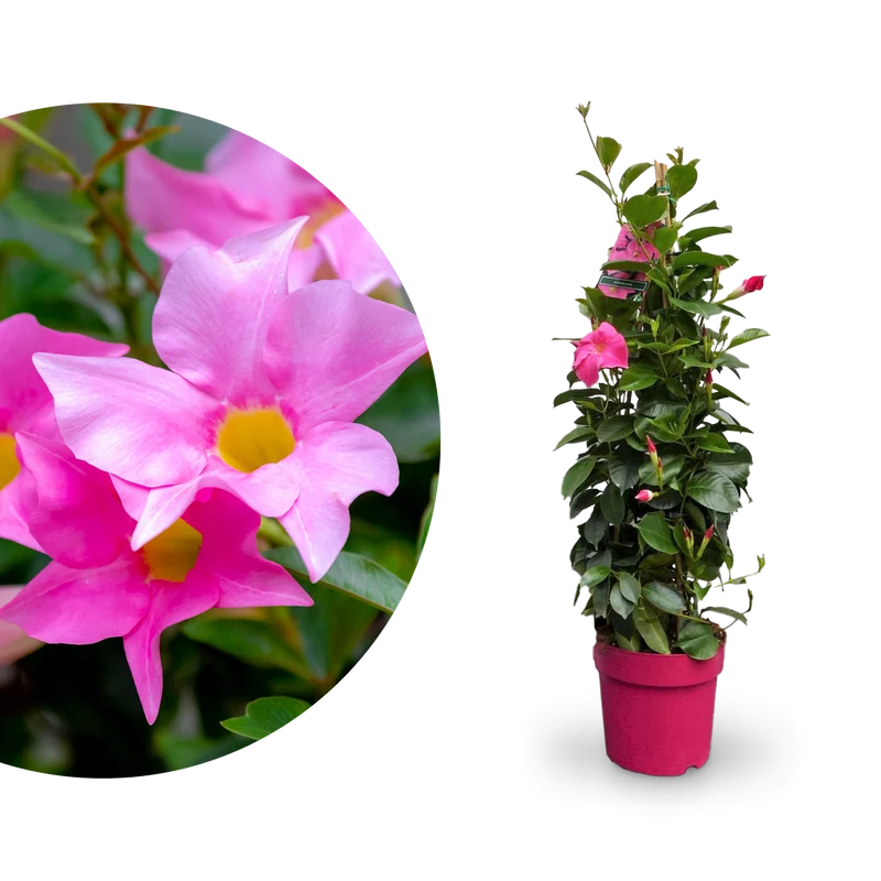 Dipladenia Rosa