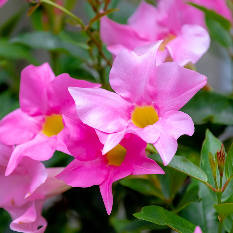 Dipladenia Rosa