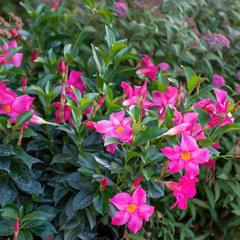 Dipladenia Rosa