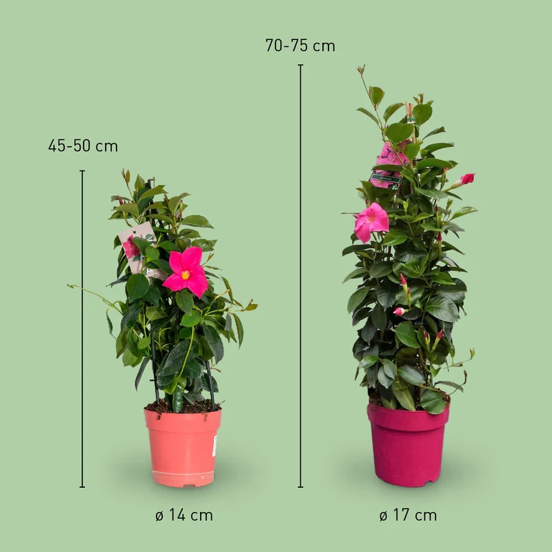 Dipladenia Rosa