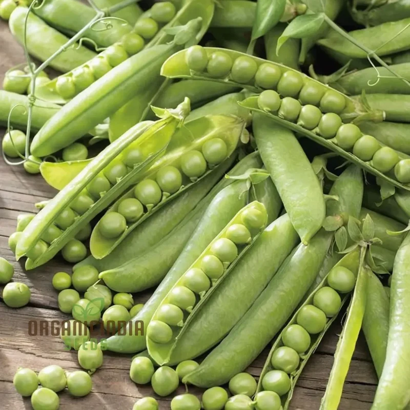 Pea (Sugarsnap) - Bon Seeds for Planting and Gardening - Premium Quality Seeds