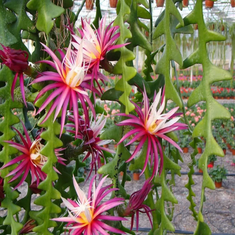 Epiphyllum Anguliger Seeds - Rare Fishbone Cactus for Unique Hanging Plant Displays