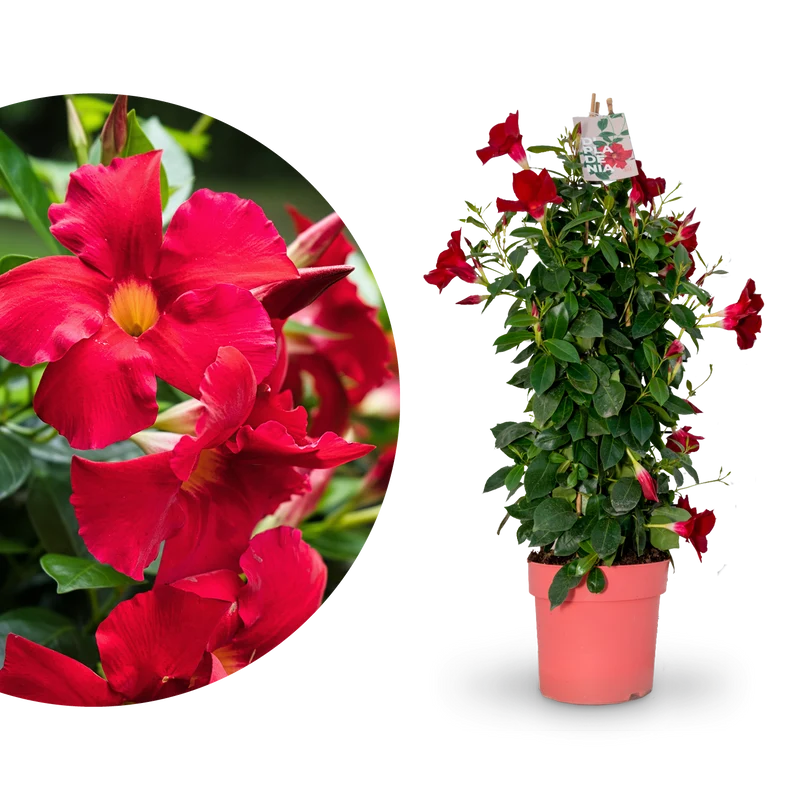 Dipladenia Rot