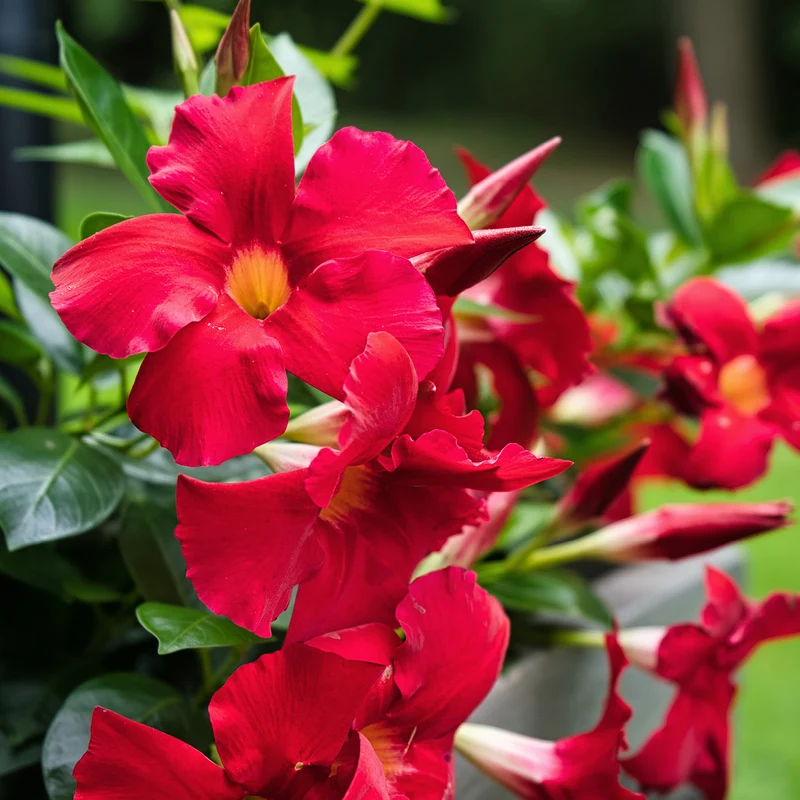 Dipladenia Rot
