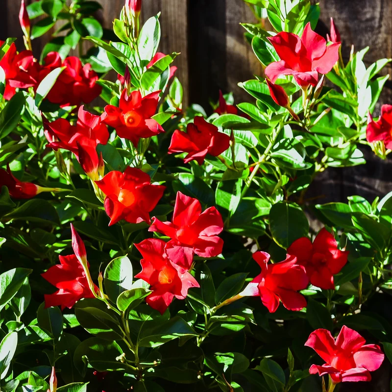 Dipladenia Rot