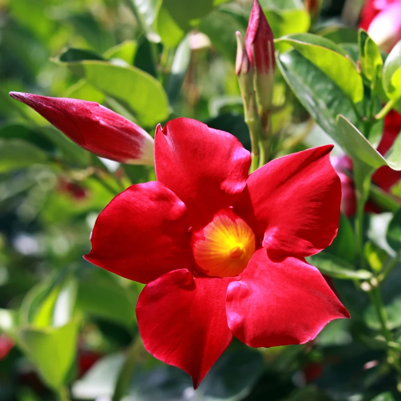 Dipladenia Rot