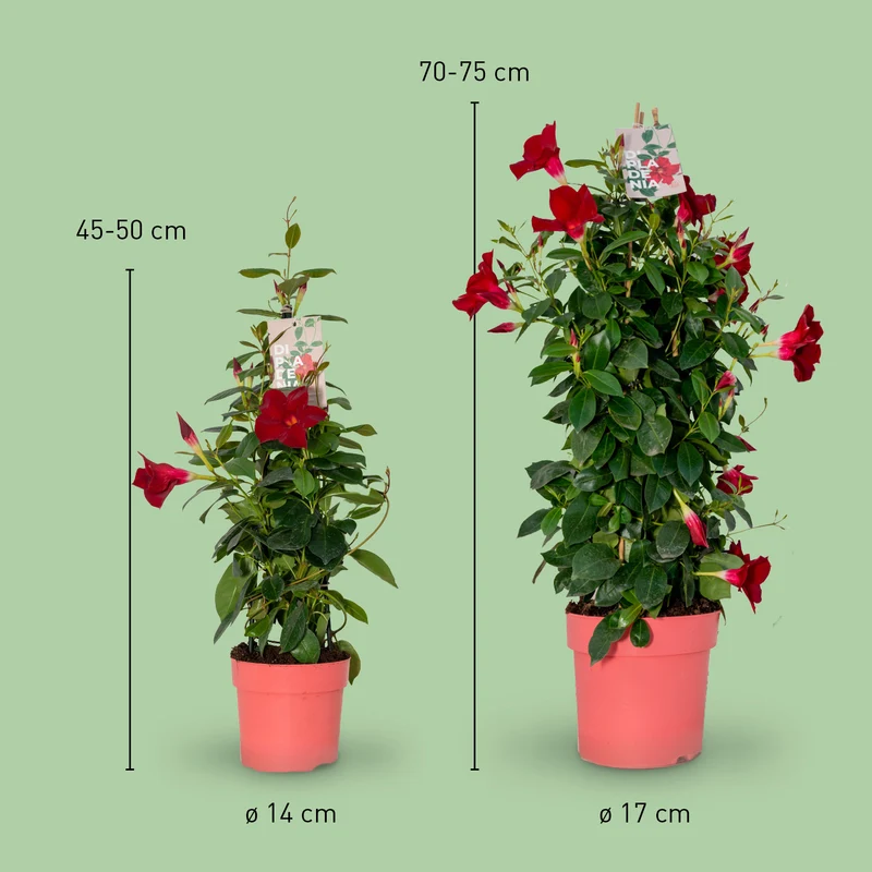 Dipladenia Rot