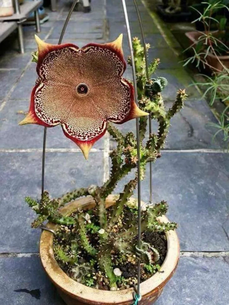 Edithcolea Grandis Seeds – Persian Carpet Flower Seeds For Planting | 100 Pcs