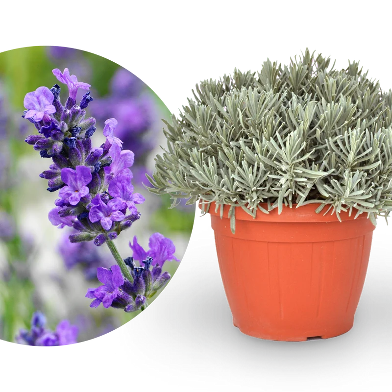 Lavendel XXL-Größe