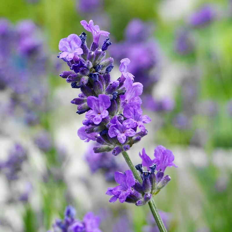 Lavendel XXL-Größe