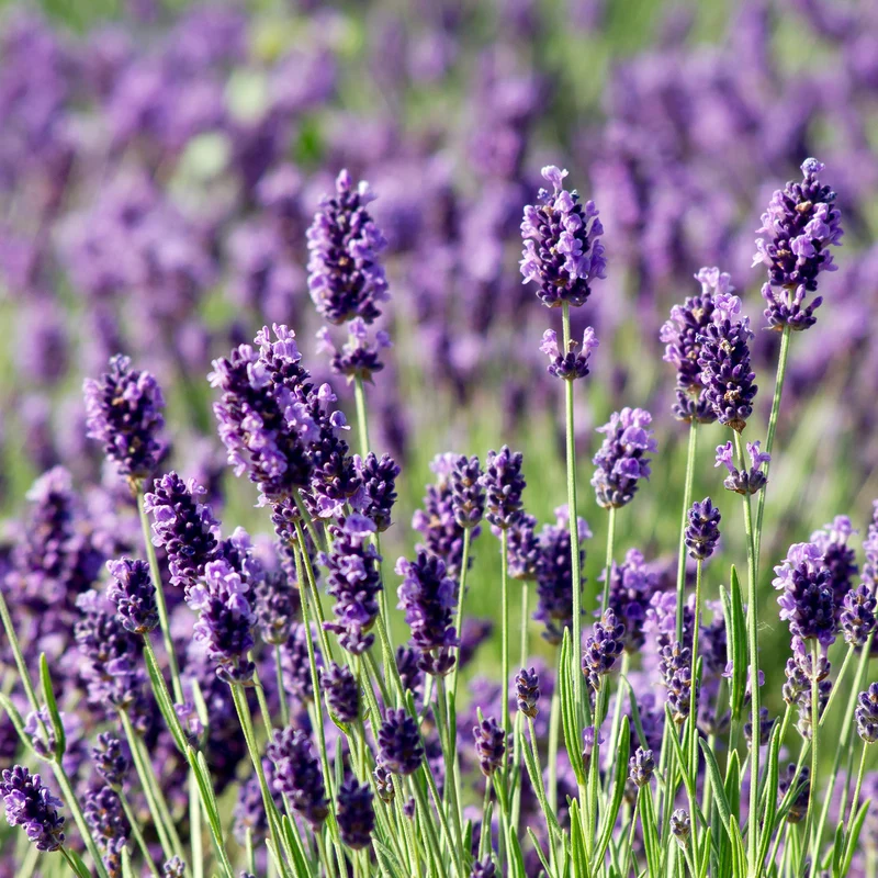 Lavendel XXL-Größe