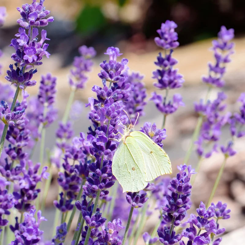 Lavendel XXL-Größe