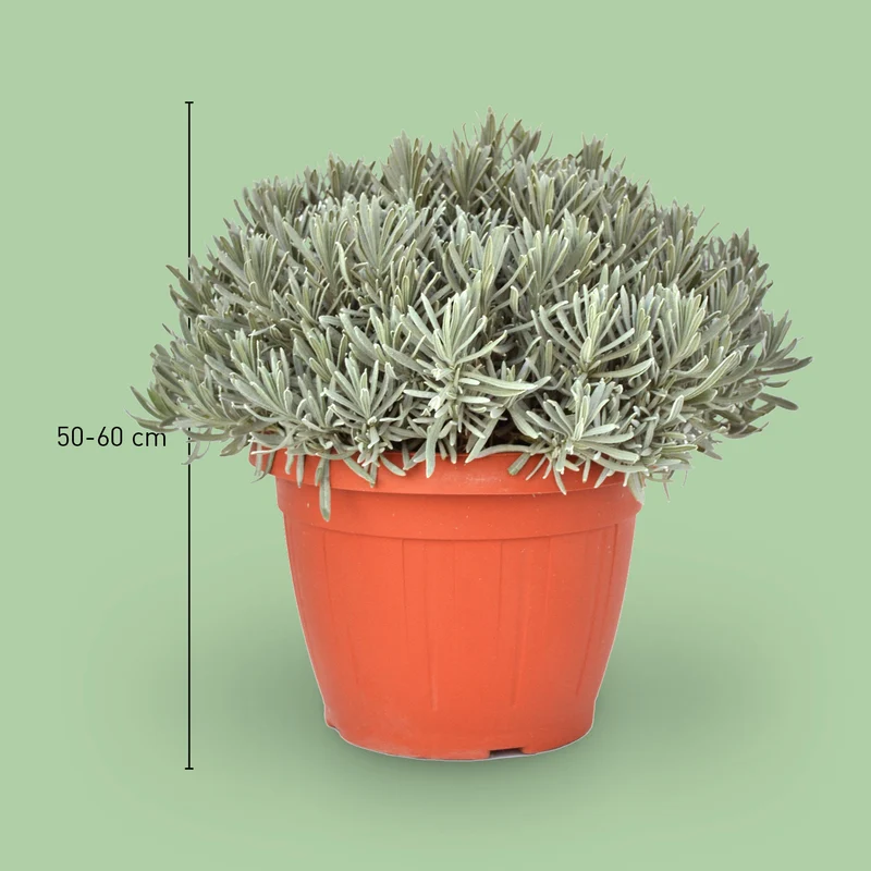 Lavendel XXL-Größe