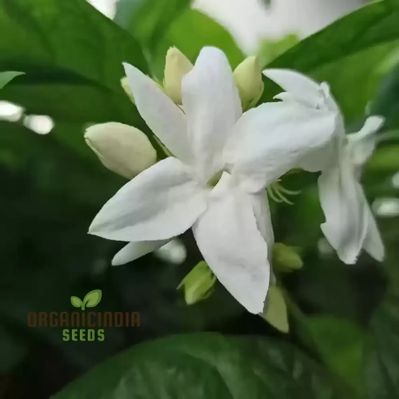 Jasmine Flower Seeds for Planting-Fragrant and Romantic Blooms for Enchanting Gardens