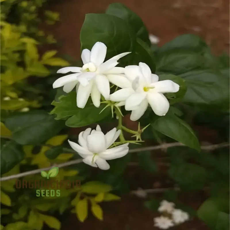 Jasmine Flower Seeds for Planting-Fragrant and Romantic Blooms for Enchanting Gardens