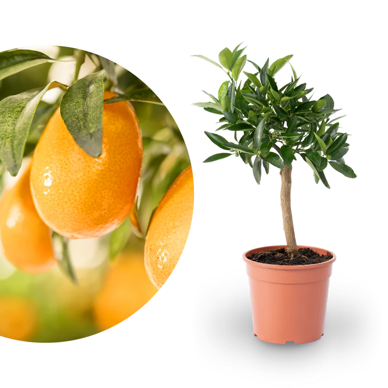 Kumquat