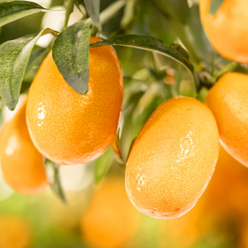 Kumquat