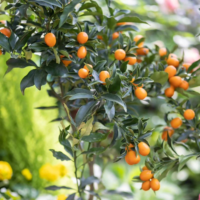 Kumquat