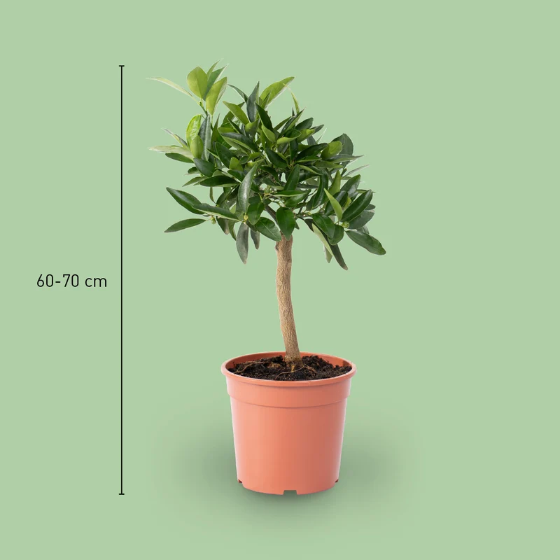 Kumquat