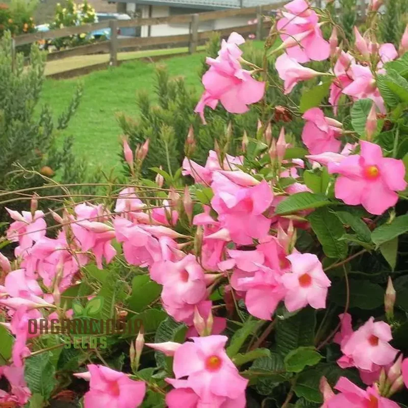 Pink Mandevilla Vine Flower Seeds for Planting, Beautiful and Vibrant Pink Blooms, Perfect for Garden