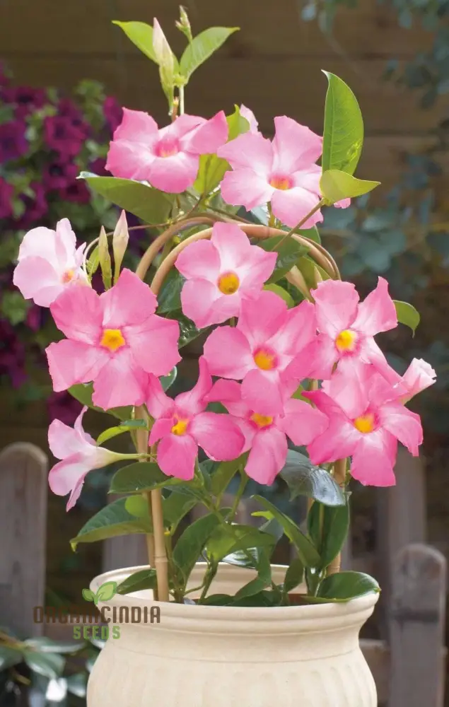Pink Mandevilla Vine Flower Seeds for Planting, Beautiful and Vibrant Pink Blooms, Perfect for Garden