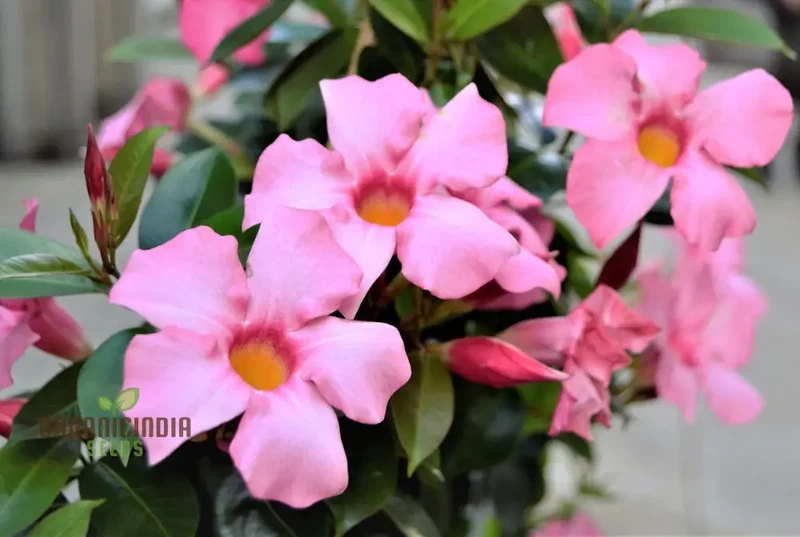 Pink Mandevilla Vine Flower Seeds for Planting, Beautiful and Vibrant Pink Blooms, Perfect for Garden