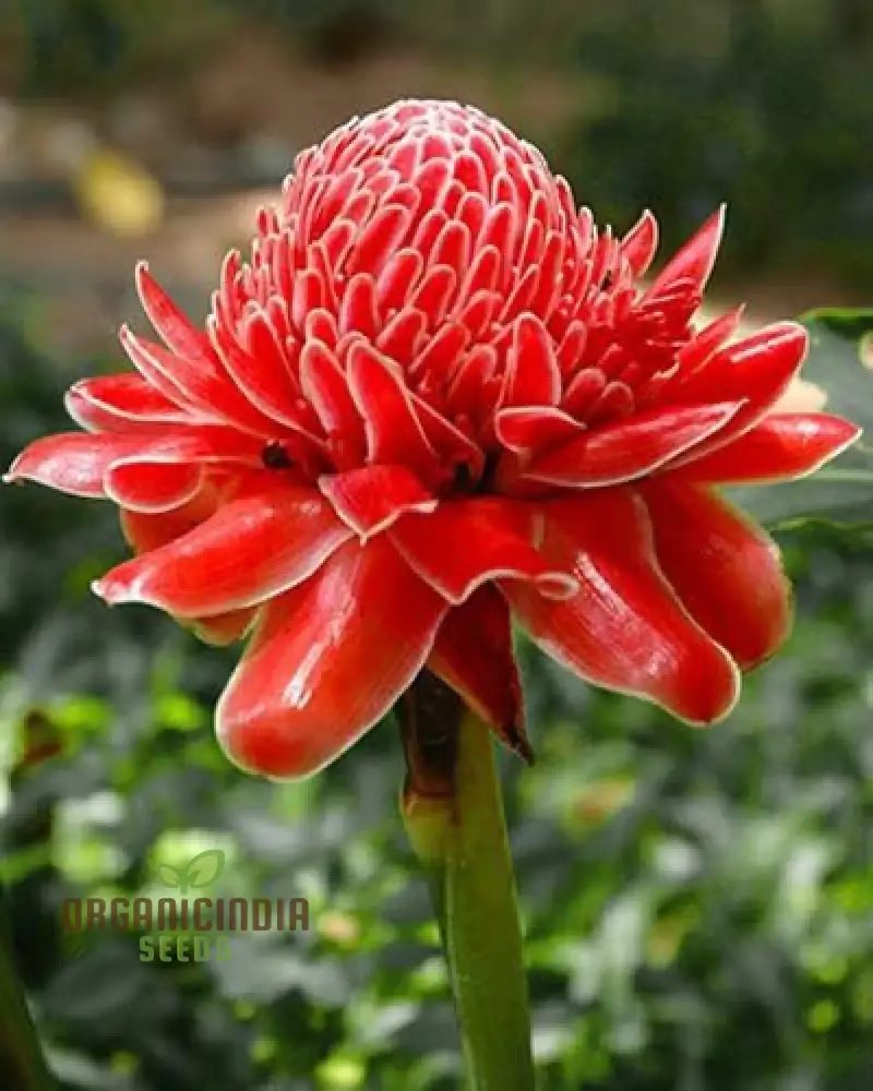 Torch Ginger Seeds (Ville Red Torch Ginger Flower Seeds) - Vibrant Exotic Blooms for Gardens