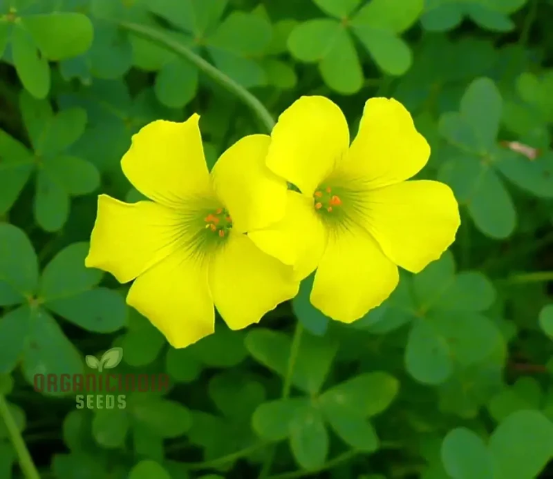 Oxalis Wood Sorrel Seeds – Low Growing Garden Flower