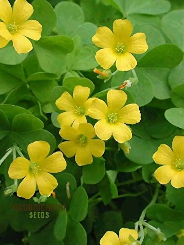 Oxalis Wood Sorrel Seeds – Low Growing Garden Flower