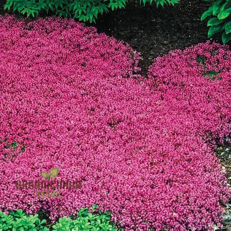 Magic Red Creeping Thyme Seeds for Planting, Premium Quality