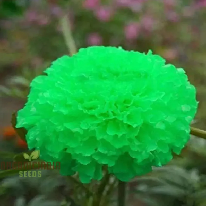 Green Marigold Flower Seeds for Planting, A Complete Gardening and Cultivation Guide