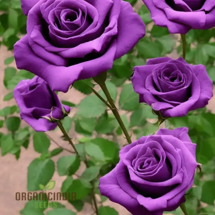 Purple Rose Flower Seeds for Planting, Stunning Garden Blooms, High Quality Rose Seeds for a Beautiful Flower Garden