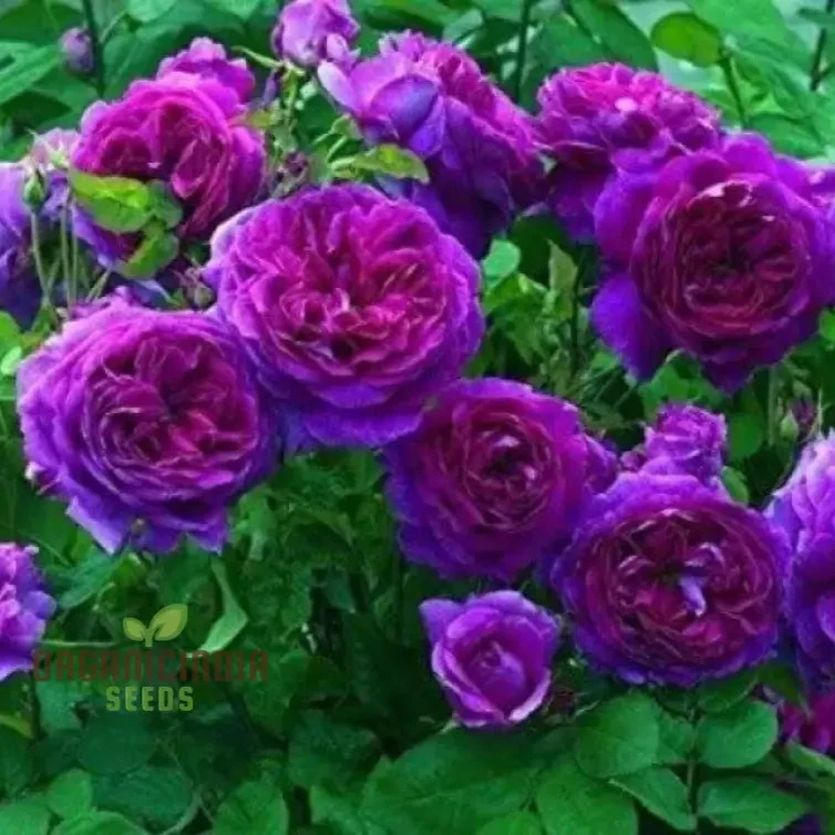 Purple Rose Flower Seeds for Planting, Stunning Garden Blooms, High Quality Rose Seeds for a Beautiful Flower Garden