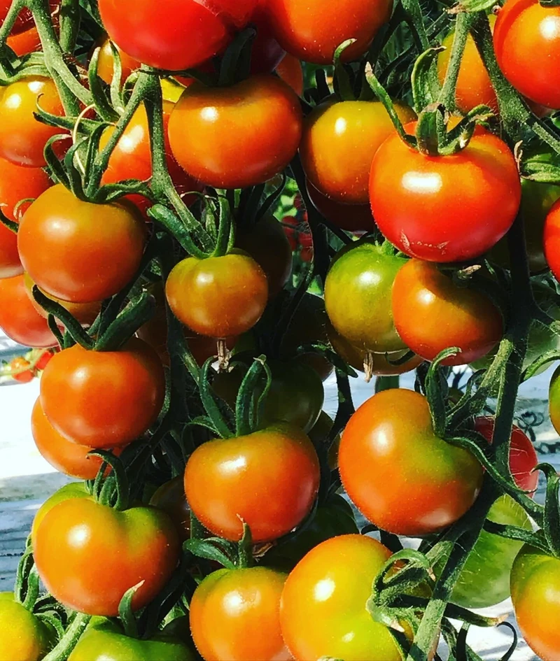 Balkontomate Maja